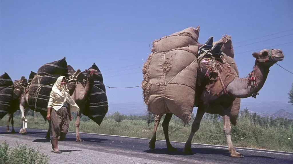 Camels are used as pack animals.