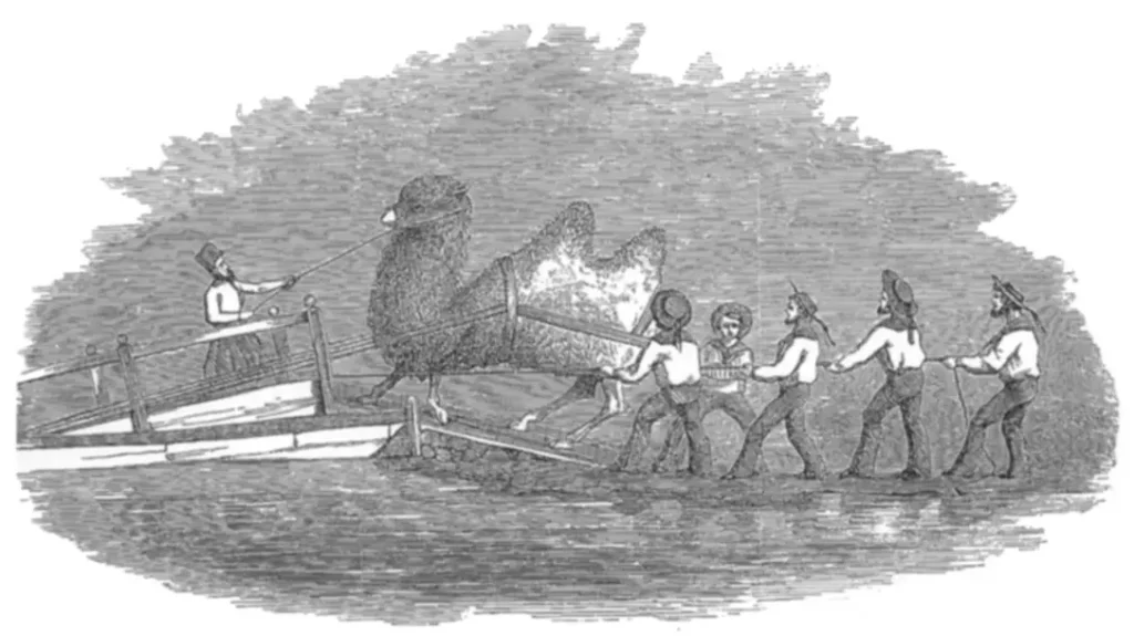 Camels were imported to Arizona.