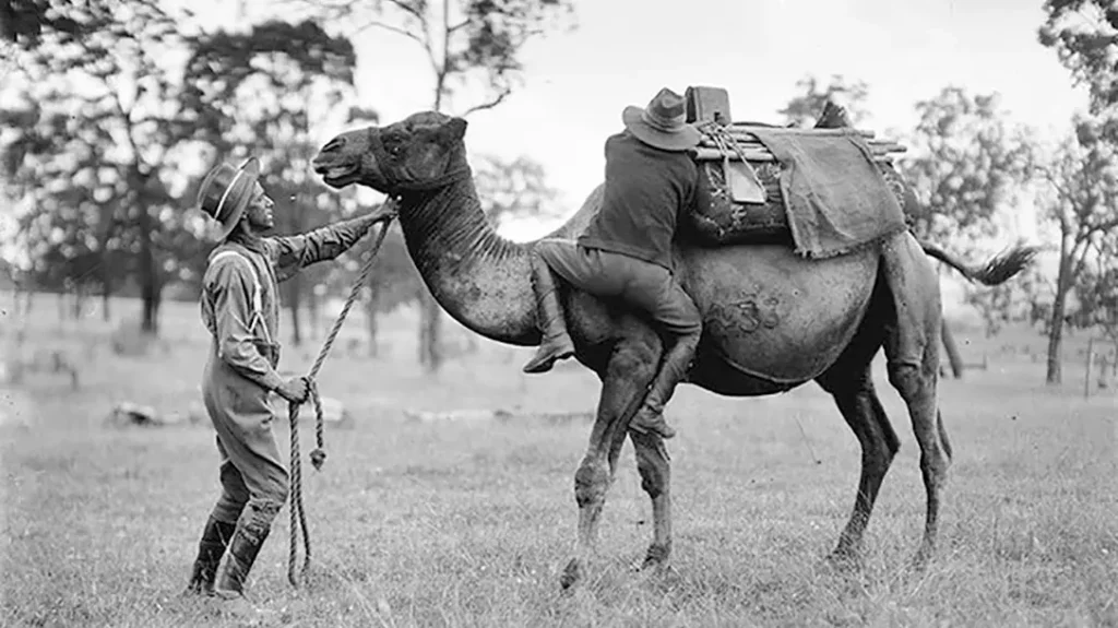 Camels were used in Arizona before the Civil War. 